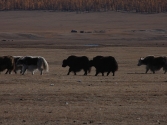 2-x-2009-wyprawa-do-mongolii-20