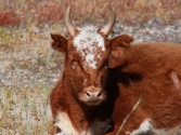 23-ix-2009-selenge-wyprawa-do-mongolii-6