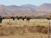 27-ix-2009-selenge-mongolia-1