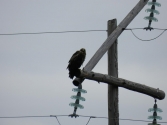 Młody orzeł stepowy  (Aquila nipalensis) 