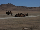krajobrazy-mongolia-selenge-2009-65