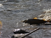 wedkarstwo-selenge-2009-mongolia-60