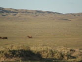 zdjecia-z-pustyni-gobi-w-mongolii-8