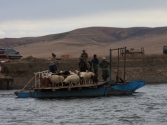 Przeprawa stada przez rzekę Onon. Mongolia, Chentej 2010