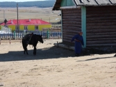Na koniach jeżdżą wszyscy. Mongolia,Chentej 2010