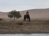 Niesforna koza. Mongolia, Chentej 2010